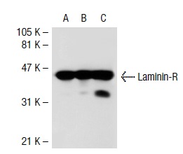 Laminin-R (H-2): sc-74515. Western blot analysis of Laminin-R expression in non-transfected 293T: sc-117752 (A), human Laminin-R transfected 293T: sc-117344 (B) and HeLa (C) whole cell lysates.