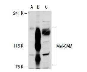 Mel-CAM (H-62): sc-28667. Western blot analysis of Mel-CAM expression in non-transfected 293T: sc-117752 (A), human Mel-CAM transfected 293T: sc-116616 (B) and HeLa (C) whole cell lysates.