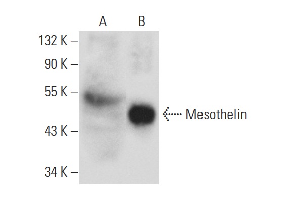 Mesothelin (C-2): sc-365324. Western blot analysis of Mesothelin expression in non-transfected: sc-117752 (A) and human Mesothelin transfected: sc-171058 (B) 293T whole cell lysates.