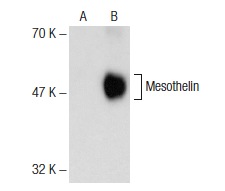 Mesothelin (C-2): sc-365324. Western blot analysis of Mesothelin expression in non-transfected: sc-117752 (A) and human Mesothelin transfected: sc-171058 (B) 293T whole cell lysates.