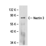 Western blot analysis of Nectin 3 expression in HeLa whole cell lysate immunoprecipitated with Nectin 3 (N3.2.9): sc-69714 and detected with Nectin 3 (H-245): sc-28637.