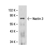 Western blot analysis of Nectin 3 expression in HeLa whole cell lysate immunoprecipitated with Nectin 3 (N3.81.6): sc-69716 and detected with Nectin 3 (H-245): sc-28637.