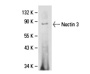Western blot analysis of Nectin 3 expression in HeLa whole cell lysate immunoprecipitated with Nectin 3 (N3.12.4): sc-69715 and detected with Nectin 3 (H-245): sc-28637.