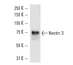 Nectin 3 (H-245): sc-28637. Western blot analysis of Nectin 3 expression in mouse testis tissue extract.