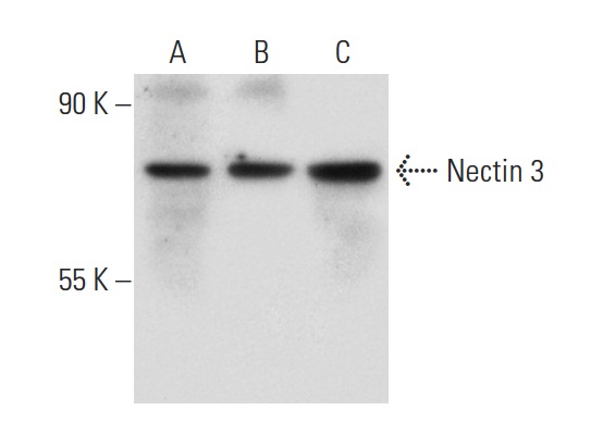 Nectin 3 (H-245): sc-28637. Western blot analysis of Nectin 3 expression in NTERA-2 cl.D1 (A), JAR (B) and JEG-3 (C) whole cell lysates.