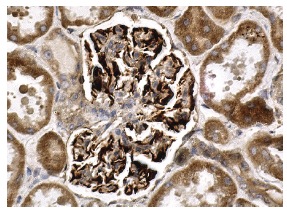 neogenin (H-175): sc-15337. Immunoperoxidase staining of formalin fixed, paraffin-embedded human kidney tissue showing membrane staining of glomerular cells and cytoplasmic staining of cells in tubules.