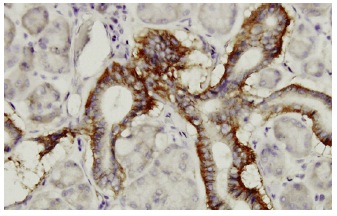 PCDH1 (S-6): sc-81816. Immunoperoxidase staining of formalin-fixed, paraffin-embedded human salivary gland tissue showing cytoplasmic localization.