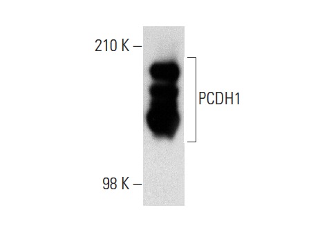 PCDH1 (S-6): sc-81816. Western blot analysis of PCDH1 expression in mouse brain tissue extract.