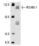 PECAM-1 (158-2B3): sc-65260. Western blot analysis of PECAM-1 expression in platelet extract.