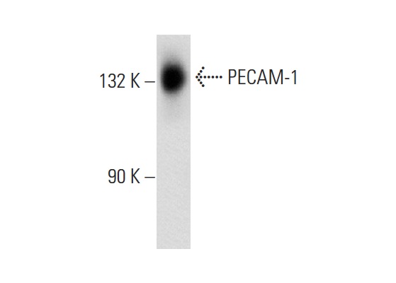 PECAM-1 (158-2B3): sc-65260. Western blot analysis of PECAM-1 expression in Jurkat whole cell lysate.