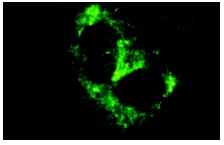 Tenascin-C (300-3): sc-13578. Immunofluorescence staining of methanol-fixed U-87 MG cells showing cytoplasmic localization.