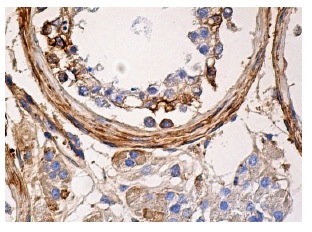 Vitronectin 65/75 (B-1): sc-74485. Immunoperoxidase staining of formalin fixed, paraffin-embedded human testis tissue showing cytoplasmic staining of cells in seminiferous ducts and Leydig cells.