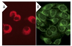 Actin (C-11): sc-1615. Immunofluorescence staining of methanol-fixed KNRK cells showing cytoplasmic localization using indirect Rhodamine (A) staining and HeLa cells using direct Alexa Fluor 488 (B) staining.