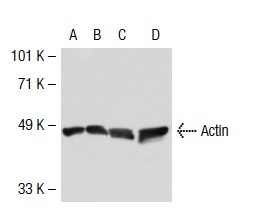 Actin (C-11): sc-1615. Western blot analysis of ACTG1 expression in non-transfected 293T: sc-117752 (A), mouse ACTG1 transfected 293T: sc-124922 (B), HeLa (C) and A-431(D) whole cell lysates.