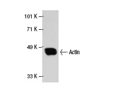 Actin (2Q1055): sc-58673. Western blot analysis of Actin expression in A-10 whole cell lysate.
