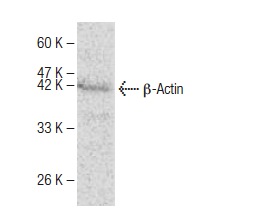 β-Actin (9): sc-130301. Western blot analysis of ACTB expression in HeLa whole cell lysate.