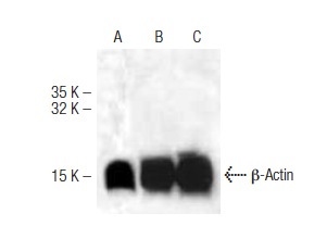 β-Actin (R-22): sc-130657. Western blot analysis of β-Actin expression in Jurkat whole cell lystate (A) and rat tissue extract (B,C).