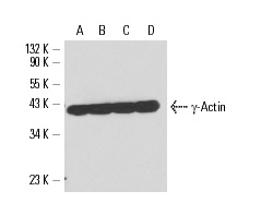 γ-Actin (1-17): sc-65638. Western blot analysis of γ-Actin expression in HeLa (A), C32 (B), Sol8 (C) and NIH/3T3 (D) whole cell lysates.