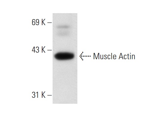 Muscle Actin (4i346): sc-71625. Western blot analysis of Muscle Actin expression in HeLa whole cell lysate.