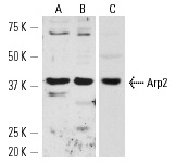 Arp2 (H-84): sc-15389. Western blot analysis of Arp2 expression in C32 (A) and KNRK (B) whole cell lysates.