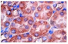 Arp2 (H-84): sc-15389. Immunoperoxidase staining of formalin fixed, paraffin-embedded mouse kidney tissue showing cytoplasmic localization.