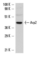 Arp2 (H-84): sc-15389. Western blot analysis of Arp2 expression in RAW 264.7 whole cell lysate.