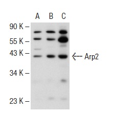 Arp2 (H-84): sc-15389. Western blot analysis of Arp2 expression in non-transfected: sc-110760 (A) and human Arp2 transfected: sc-176874 (B) 293 whole cell lysates and HeLa nuclear extract (C).