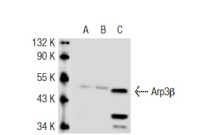 Arp3 (C-16): sc-10132. Western blot analysis of Arp3β expression in non-transfected 293T: sc-117752 (A), human Arp3β transfected 293T: sc-110948 (B) and C32 (C) whole cell lysates.