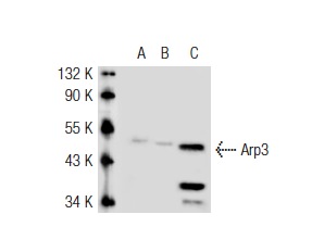 Arp3 (C-16): sc-10132. Western blot analysis of Arp3 expression in non-transfected 293T: sc-117752 (A), mouse Arp3 transfected 293T: sc-118565 (B) and C32 (C) whole cell lysates.
