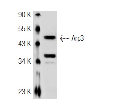 Arp3 (G-15): sc-10130. Western blot analysis of Arp3 expression in C32 whole cell lysate.