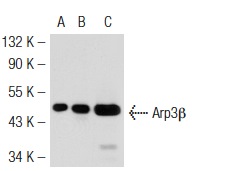 Arp3 (H-110): sc-15390. Western blot analysis of Arp3β expression in non-transfected 293T: sc-117752 (A), human Arp3β transfected 293T: sc-110948 (B) and C32 (C) whole cell lysates.