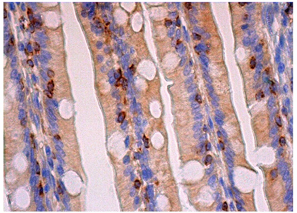 Arp3 (H-110): sc-15390. Immunoperoxidase staining of formalin fixed, paraffin-embedded human duodenum tissue showing cytoplasmic and perinuclear staining of glandular cells.