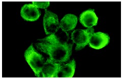 acetylated α Tubulin (6-11B-1): sc-23950. Immunofluorescence staining of methanol-fixed HeLa cells showing cytoplasmic localization.
