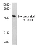 acetylated α Tubulin (6-11B-1): sc-23950. Western blot analysis of acetylated α Tubulin expression in NIH/3T3 whole cell lysate.