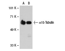 acetylated α Tubulin (6-11B-1): sc-23950. Western blot analysis of α1b Tubulin expression in non-transfected: sc-117752 (A) and human α1b Tubulin transfected: sc-113442 (B) 293T whole cell lysates.