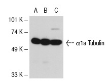 acetylated α Tubulin (6-11B-1): sc-23950. Western blot analysis of α1a Tubulin expression in non-transfected 293T: sc-117752 (A), human α1a Tubulin transfected 293T: sc-116290 (B) and HeLa (C) whole cell lysates.