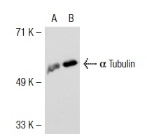 acetylated α Tubulin (6-11B-1): sc-23950. Western blot analysis of α Tubulin expression in non-transfected: sc-117752 (A) and mouse α Tubulin transfected: sc-118096 (B) 293T whole cell lysates.