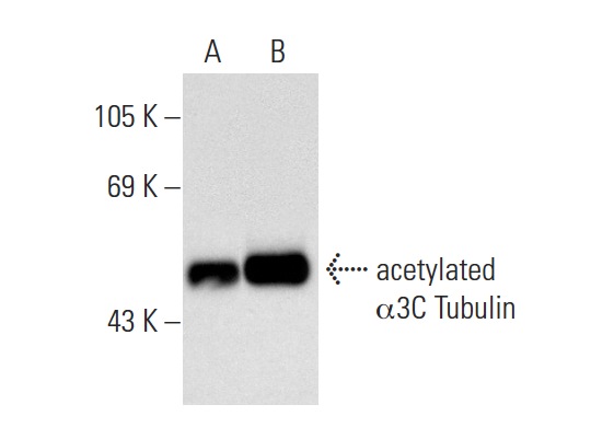 acetylated α Tubulin (6-11B-1): sc-23950. Western blot analysis of α3C Tubulin expression in non-transfected: sc-117752 (A) and human α3C Tubulin transfected: sc-173307 (B) 293T whole cell lysates.
