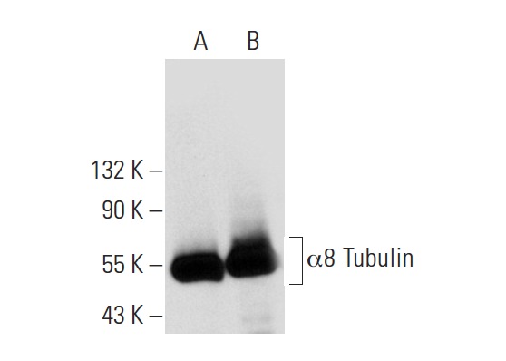 acetylated α Tubulin (6-11B-1): sc-23950. Western blot analysis of α8 Tubulin expression in non-transfected: sc-117752 (A) and human α8 Tubulin transfected: sc-127878 (B) 293T whole cell lysates.