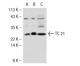 TC 21 (V-20): sc-883. Western blot analysis of TC 21 expression in non-transfected 293T: sc-117752 (A), mouse TC 21 transfected 293T: sc-127639 (B) and NIH/3T3 (C) whole cell lysates.