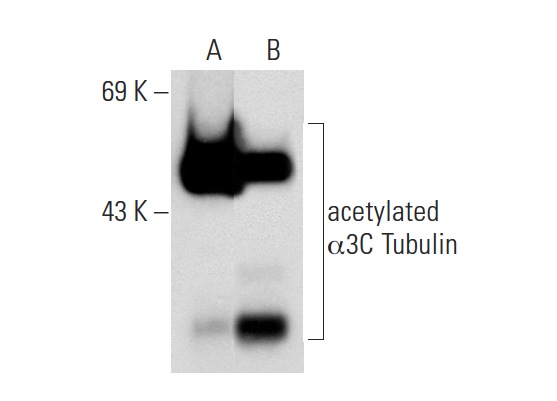 acetylated α Tubulin (6-11B-1): sc-23950. Western blot analysis of α3C Tubulin expression in non-transfected: sc-117752 (A) and human α3C Tubulin transfected: sc-173019 (B) 293T whole cell lysates.