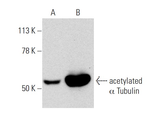 acetylated α Tubulin (6-11B-1): sc-23950. Western blot analysis of acetylated α Tubulin in untreated (A) and Trichostatin A (sc-3511) treated (B) NIH/3T3 whole cell lysates. Note upregulation of acetylated α Tubulin in lane B.