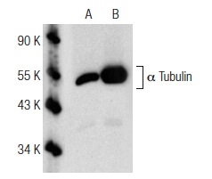 Western blot analysis of acetylated α Tubulin acetylation in untreated (A) and Oxamflatin (sc-205960) treated (B) HeLa whole cell lysates. Antibodies tested include acetylated α Tubulin (6-11B-1): sc-23950 (A,B). Note acetylation of acetylated α Tubulin in lane B.
