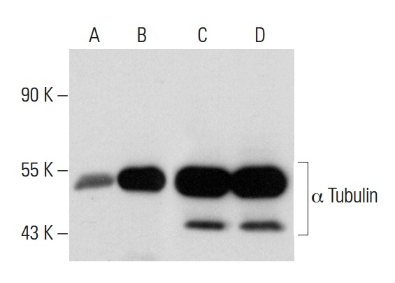 Western blot analysis of α Tubulin expression in untreated (A,C) and Panobinostat (sc-208148) treated (B,D) A549 whole cell lysates. Antibodies tested include acetylated α Tubulin (6-11B-1): sc-23950 (A,B) and α Tubulin (B-7): sc-5286 (C,D).