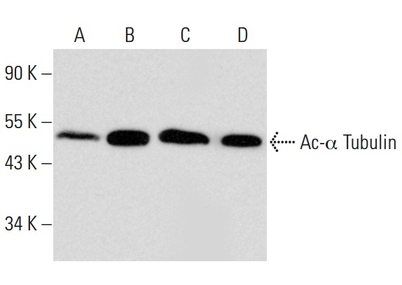 Western blot analysis of α Tubulin acetylation in untreated (A) and CBHA (sc-205240) treated (B) A549 whole cell lysates. Antibodies tested include acetylated α Tubulin (6-11B-1): sc-23950 (A,B) and α Tubulin (B-7): sc-5286 (C,D).