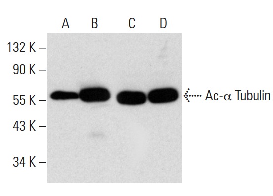 Western blot analysis of α Tubulin acetylation in untreated (A,C) and Scriptaid (sc-202807) treated (B,D) A549 whole cell lysates. Antibodies tested include acetylated α Tubulin (6-11B-1): sc-23950 (A,B) and α Tubulin (B-7): sc-5286 (C,D).