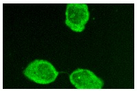α Tubulin (E-19): sc-12462. Immunofluorescence staining of methanol-fixed A-431 cells showing cytoplasmic staining.