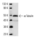 α Tubulin (E-19): sc-12462. Western blot analysis of α Tubulin expression in A-431 whole cell lysate.
