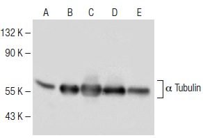 α Tubulin (E-19)-R: sc-12462-R. Western blot analysis of α Tubulin expression in NIH/3T3 (A), PC-12 (B), KNRK (C), MCF7 (D) and A549 (E) whole cell lysates.