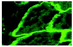 Ankyrin G (H-215): sc-28561. Immunofluorescence staining of normal mouse skin frozen section showing membrane staining.